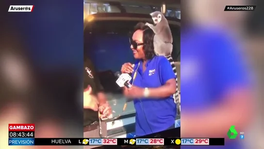 lemur lemur
