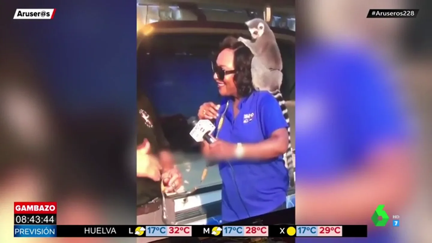 lemur lemur