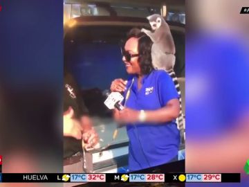 lemur lemur