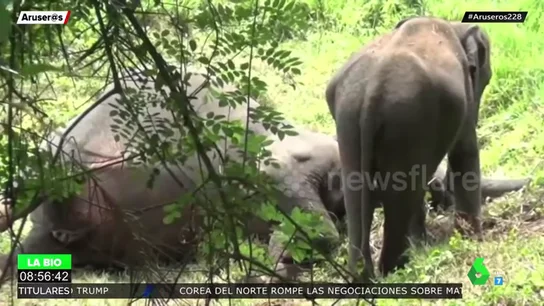 elefante elefante