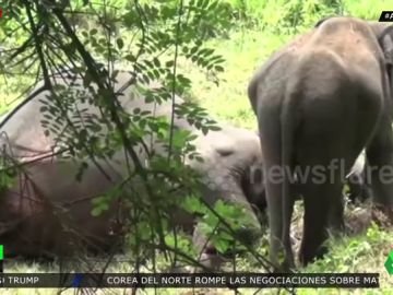 elefante elefante