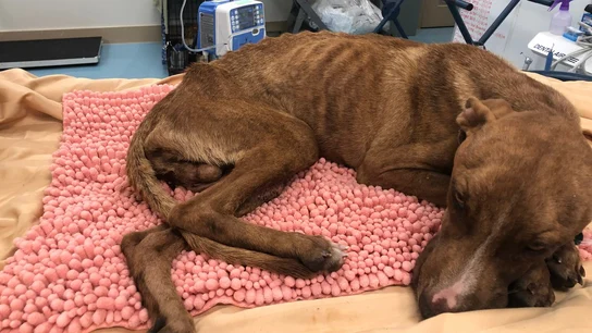 'Miracle', el perro rescatado de los escombros 'Miracle', el perro rescatado de los escombros