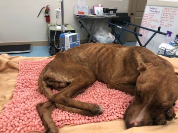 'Miracle', el perro rescatado de los escombros 'Miracle', el perro rescatado de los escombros