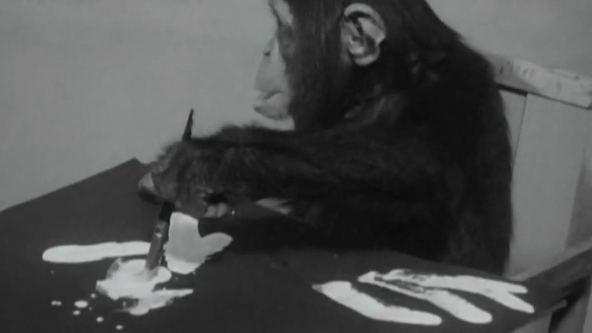 Congo, el chimpancé pintor del que se enamoraron Picasso y Miró
