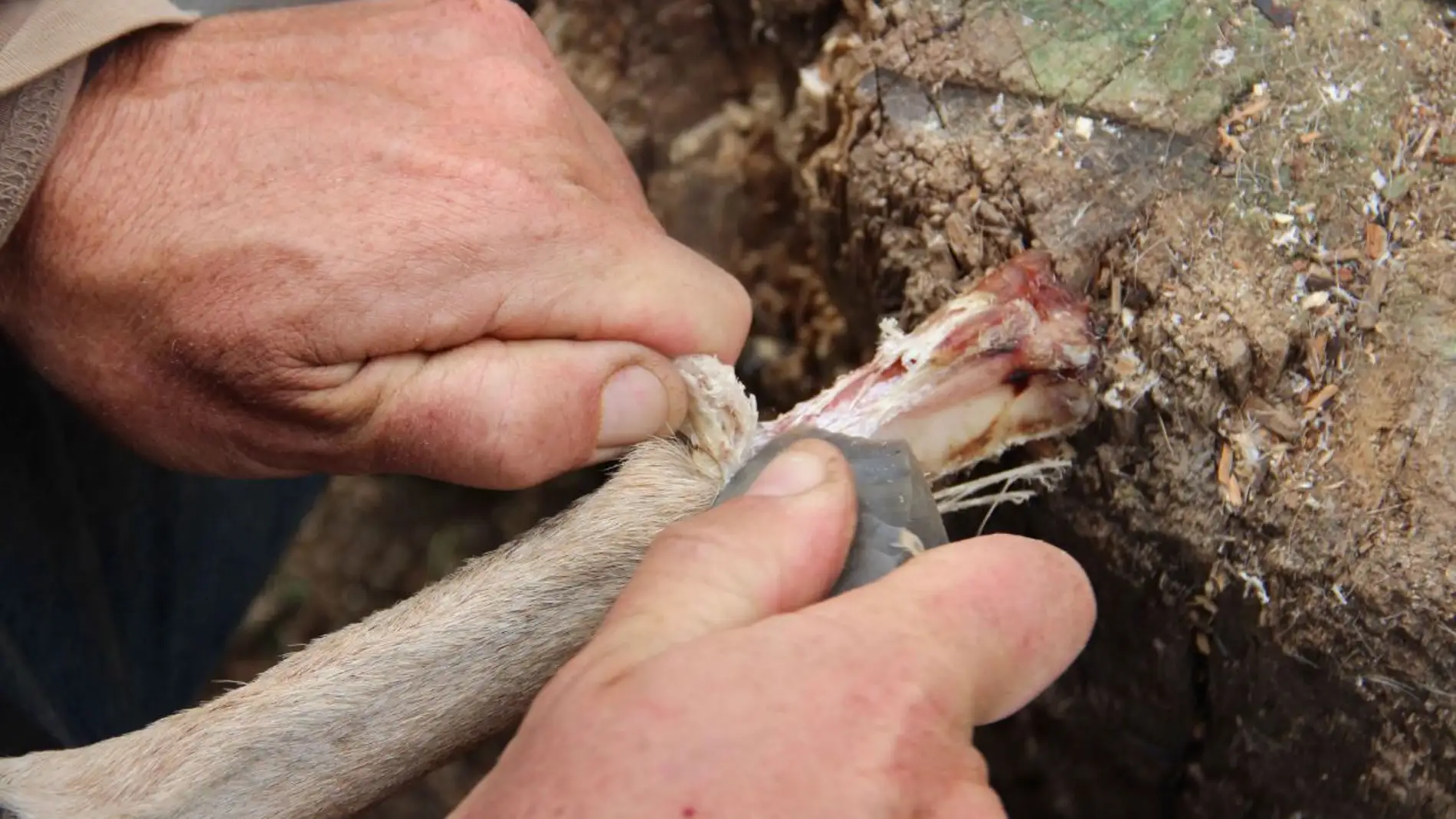 Los humanos guardaban medula osea como si fuera carne enlatada hace 400.000 anos