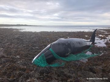 La ballena que quedó atrapada entre unas redes de pesca La ballena que quedó atrapada entre unas redes de pesca