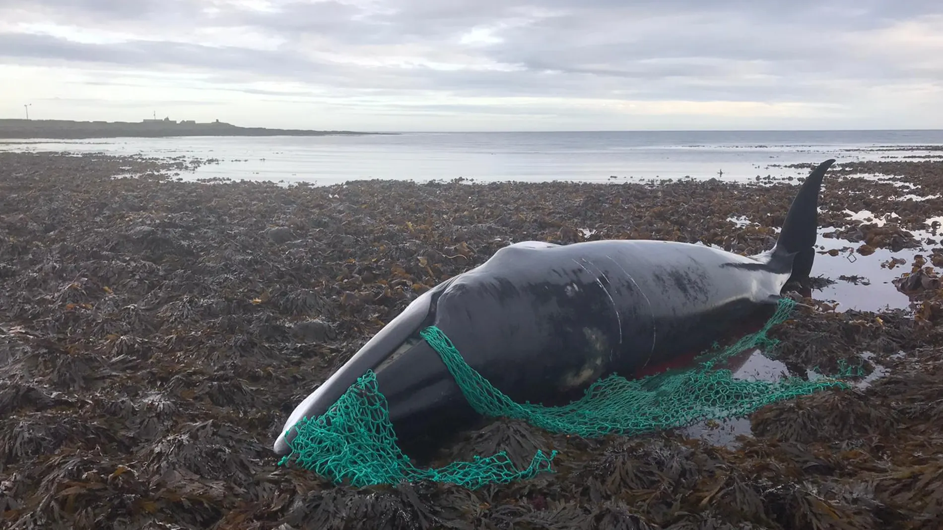 La ballena que quedó atrapada entre unas redes de pesca