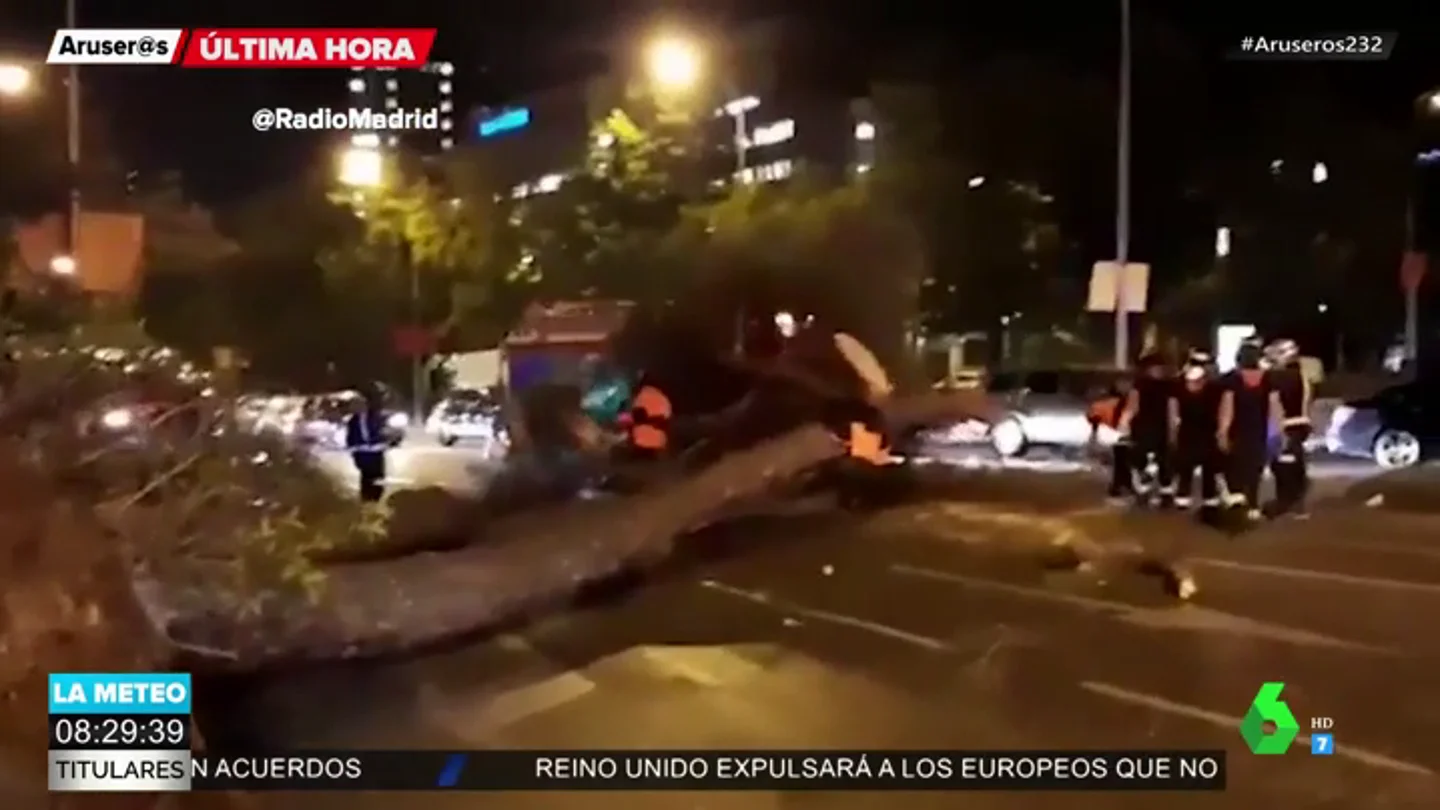 Imagen del árbol que ha caído en la Castellana Imagen del árbol que ha caído en la Castellana