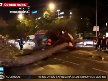 Imagen del árbol que ha caído en la Castellana Imagen del árbol que ha caído en la Castellana