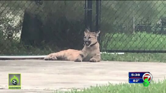 El puma "extremadamente peligroso" de un campe&oacute;n de boxeo se escapa de su casa