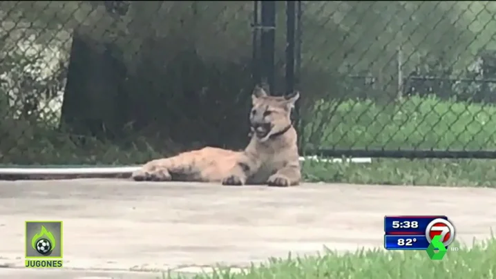 El puma "extremadamente peligroso" de un campeón de boxeo se escapa de su casa