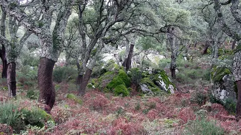 Parque de los Alcornocales Parque de los Alcornocales