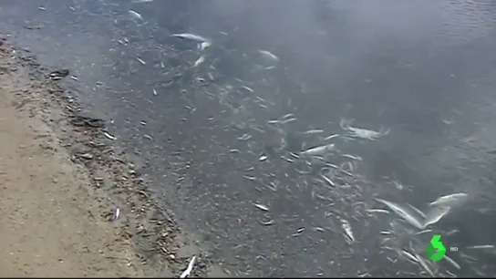Peces muertos en la orilla del Mar Menor Peces muertos en la orilla del Mar Menor
