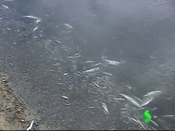 Peces muertos en la orilla del Mar Menor Peces muertos en la orilla del Mar Menor