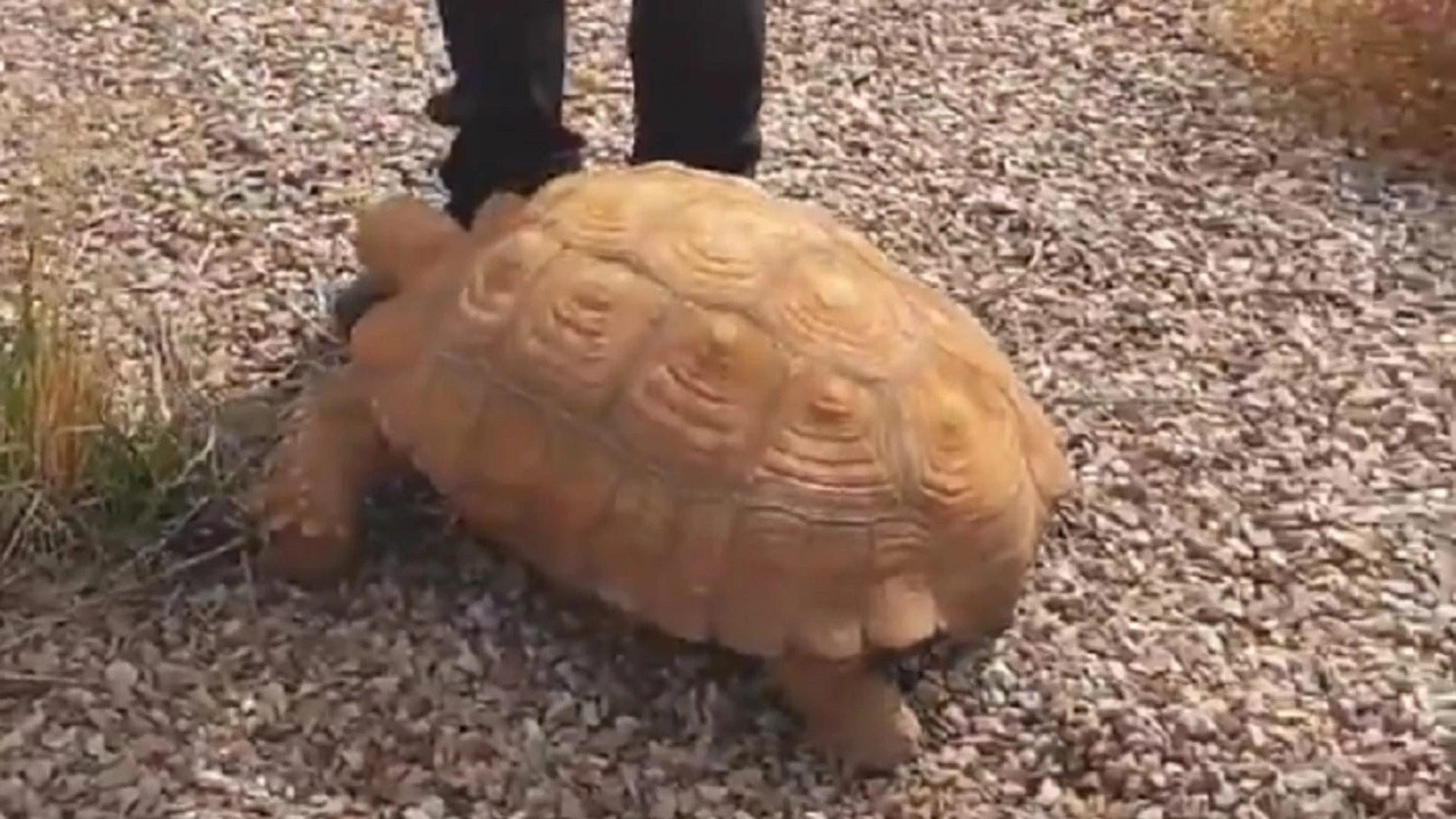 Imagen de la tortuga encontrada en una rotonda de Ciudad Real