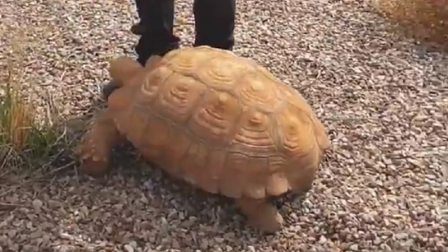 Imagen de la tortuga encontrada en una rotonda de Ciudad Real