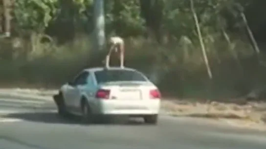 Detenida una joven por "distraer a los conductores" al hacer 'twerking' sobre el techo de un Mustang en marcha Detenida una joven por "distraer a los conductores" al hacer 'twerking' sobre el techo de un Mustang en marcha