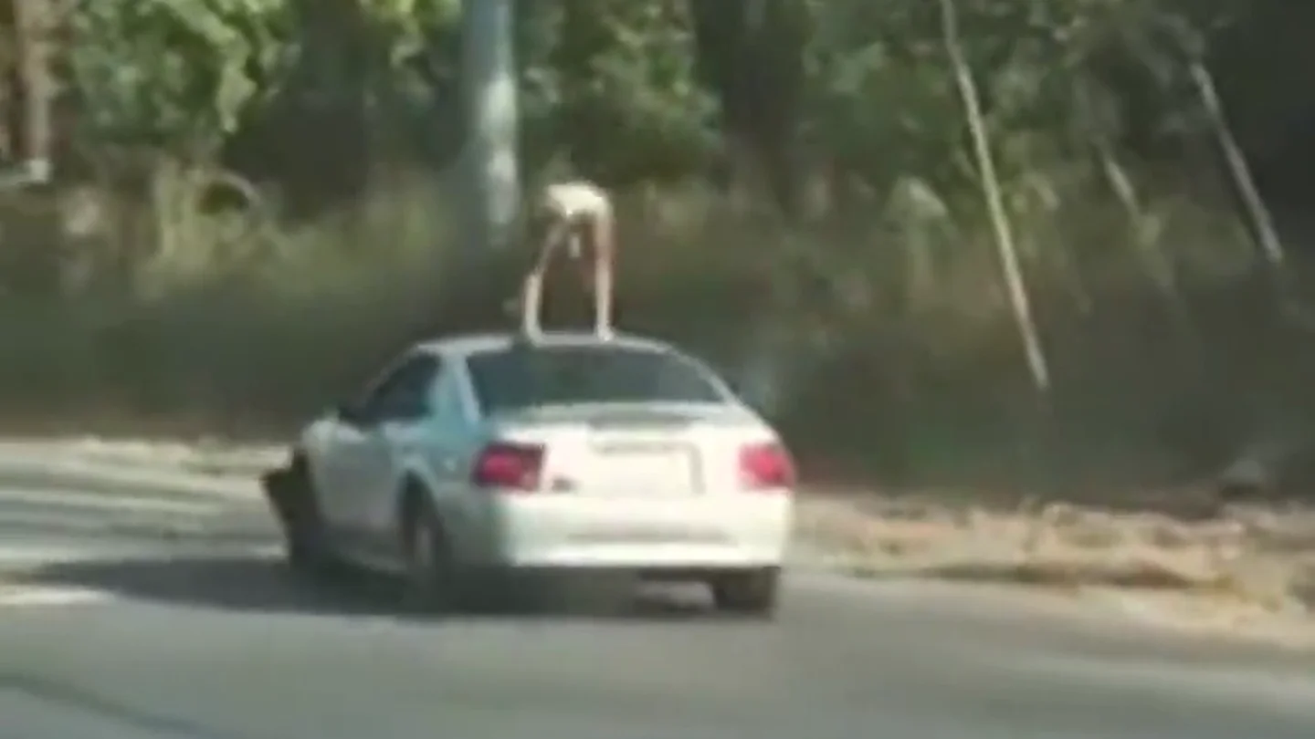 Detenida una joven por "distraer a los conductores" al hacer 'twerking' sobre el techo de un Mustang en marcha Detenida una joven por "distraer a los conductores" al hacer 'twerking' sobre el techo de un Mustang en marcha