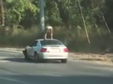 Detenida una joven por "distraer a los conductores" al hacer 'twerking' sobre el techo de un Mustang en marcha Detenida una joven por "distraer a los conductores" al hacer 'twerking' sobre el techo de un Mustang en marcha
