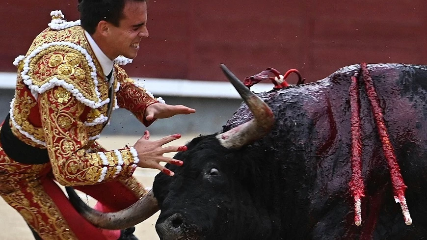 Imagen del momento de la cogida al torero Gonzalo Caballero