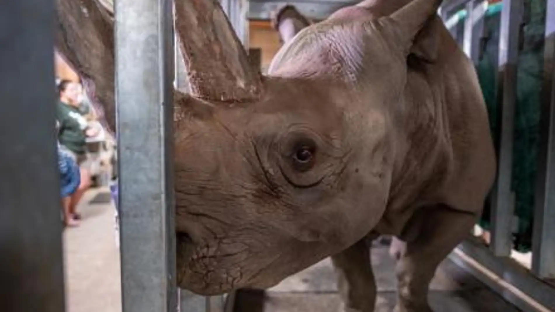 Una rinoceronte negra se queda embarazada en un zoo de Michigan