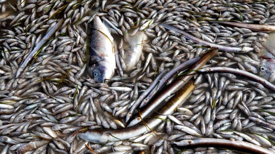 Peces muertos en una playa Peces muertos en una playa