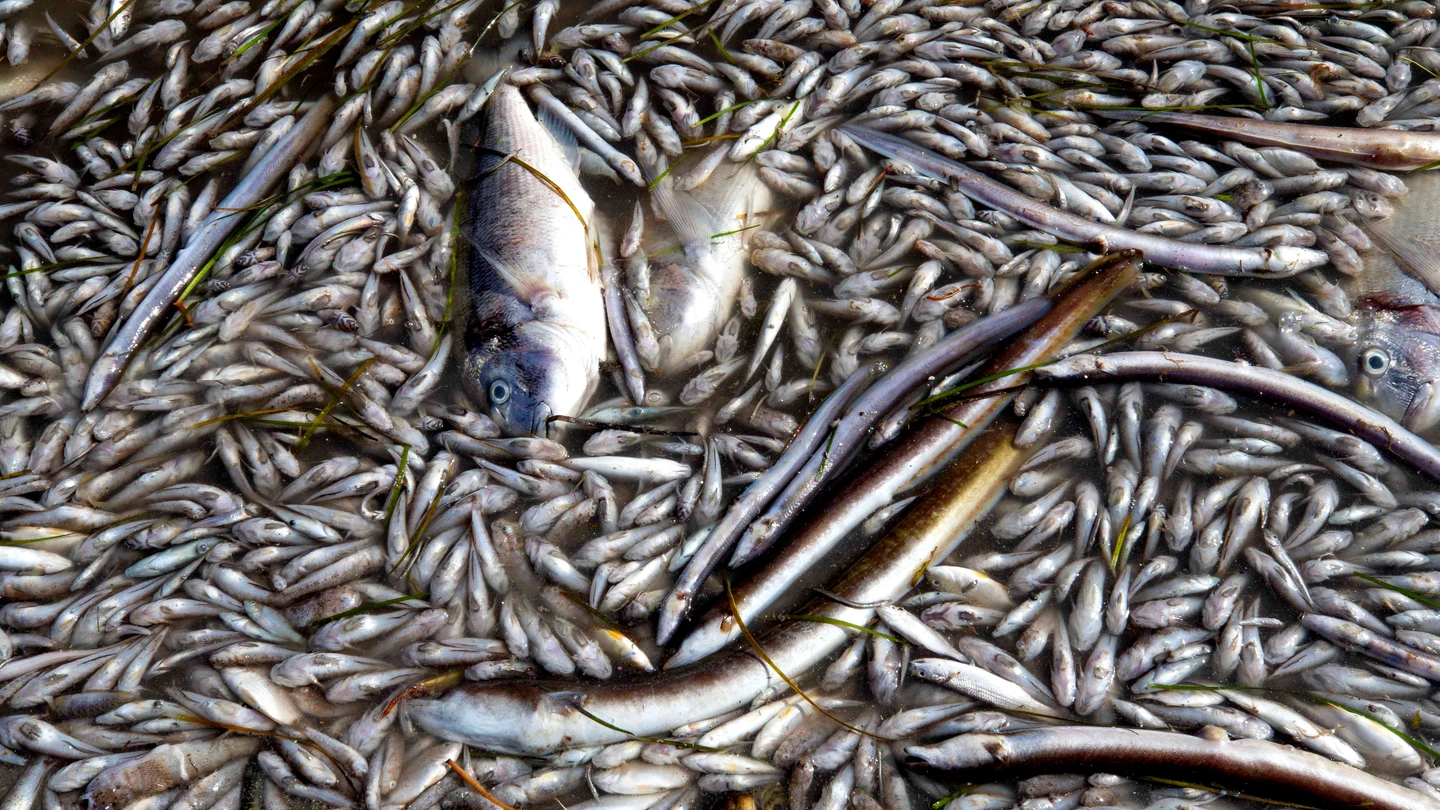Peces muertos en una playa Peces muertos en una playa