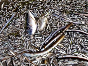 Aparecen peces muertos en playas del Mar Menor Aparecen peces muertos en playas del Mar Menor