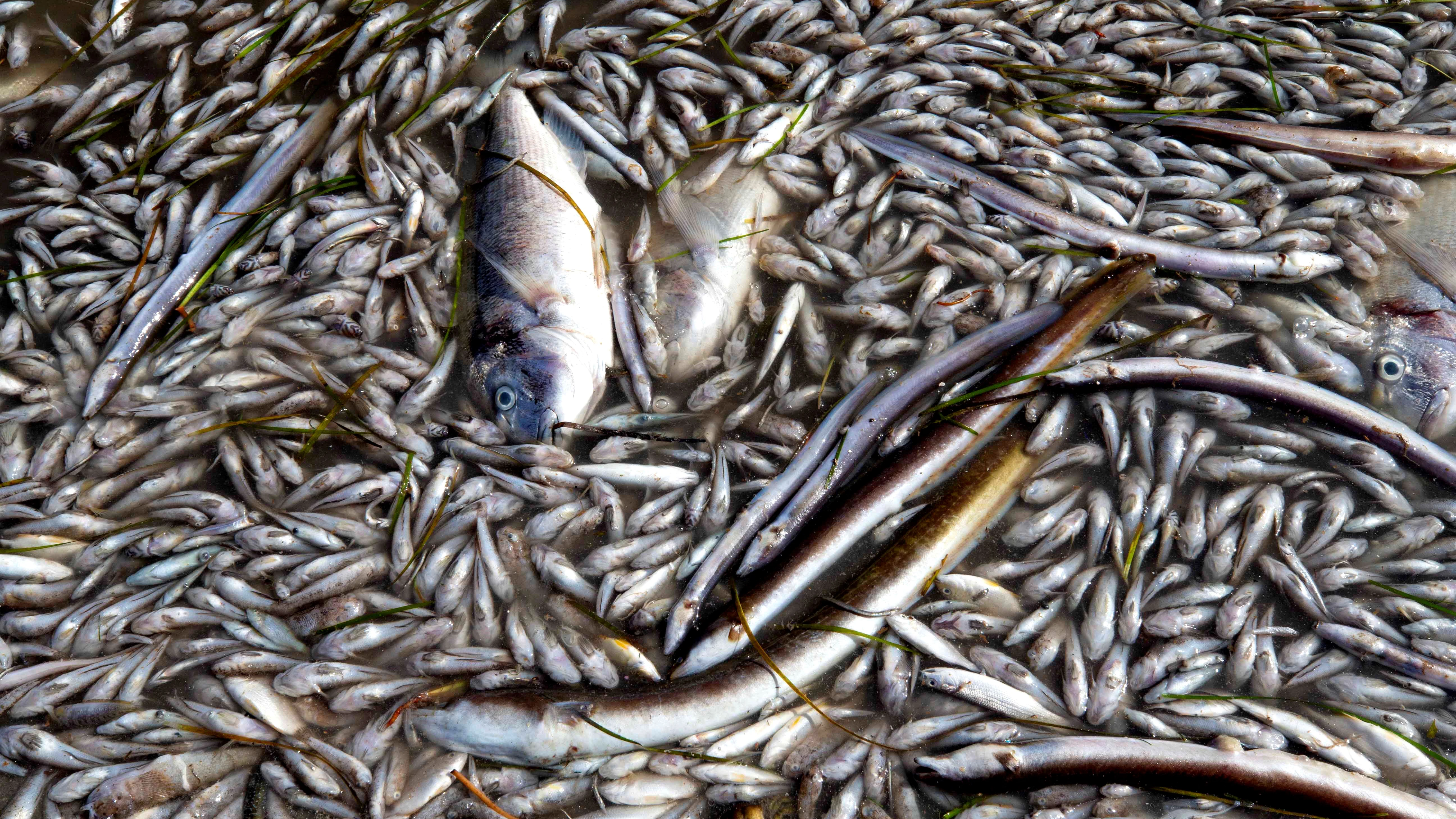 Peces muertos en una playa