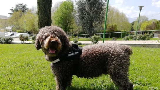 Marley, el perro de la Guardia Civil que ayudó a resolver multitud de delitos Marley, el perro de la Guardia Civil que ayudó a resolver multitud de delitos