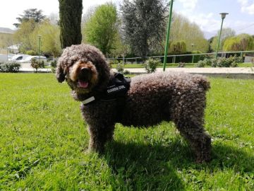 Marley, el perro de la Guardia Civil que ayudó a resolver multitud de delitos Marley, el perro de la Guardia Civil que ayudó a resolver multitud de delitos