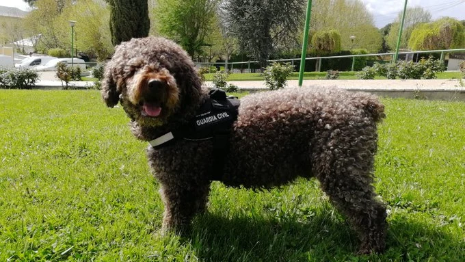 Marley, el perro de la Guardia Civil que ayudó a resolver multitud de delitos