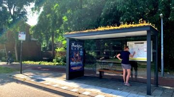 Parada bus Holanda