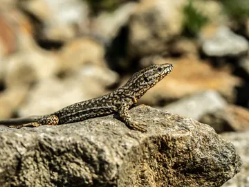 Animales como la lagartija pueden regenerar algunas de sus extremidades Animales como la lagartija pueden regenerar algunas de sus extremidades