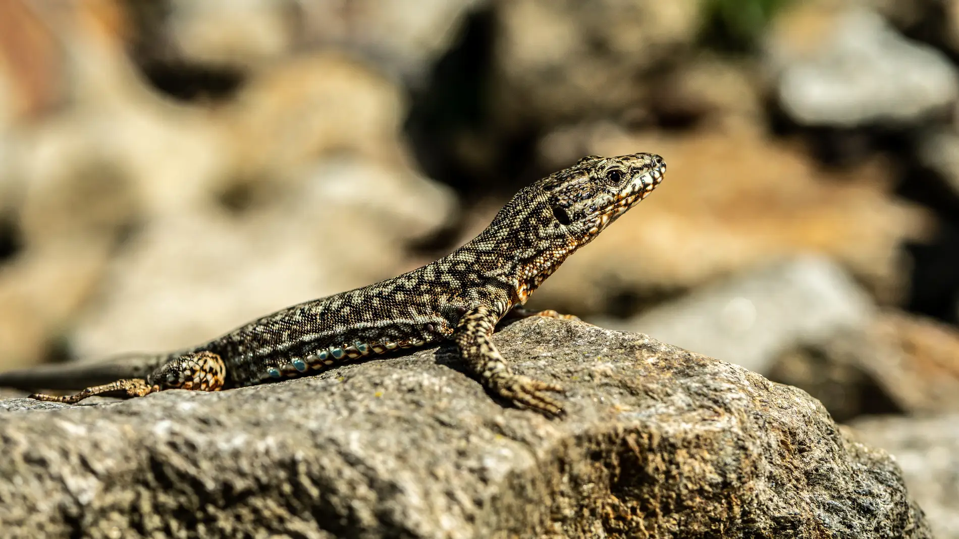 Animales como la lagartija pueden regenerar algunas de sus extremidades