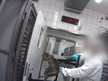 Imagen del vídeo en el que se puede observar el maltrato que sufren los animales Imagen del vídeo en el que se puede observar el maltrato que sufren los animales