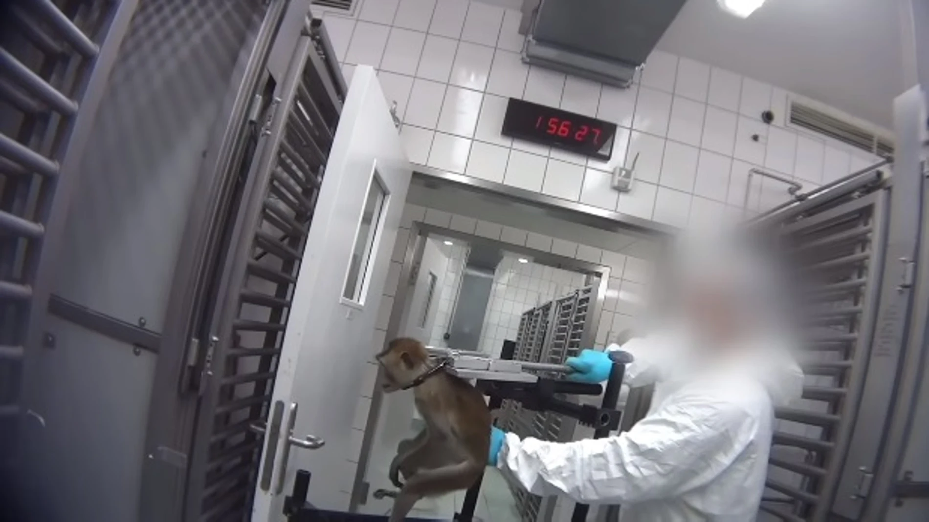 Imagen del vídeo en el que se puede observar el maltrato que sufren los animales