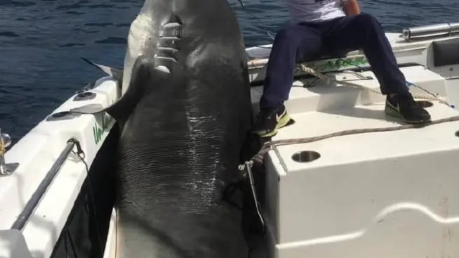 Jayden posa con el tiburón de 314 kilos que capturó