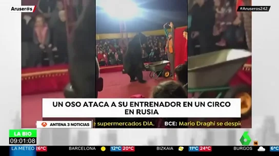 oso entrenador oso entrenador