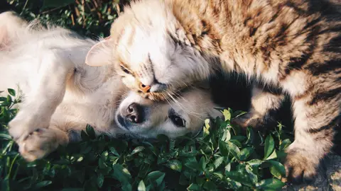 ¿Por qué nuestras mascotas comen hierba? ¿Por qué nuestras mascotas comen hierba?