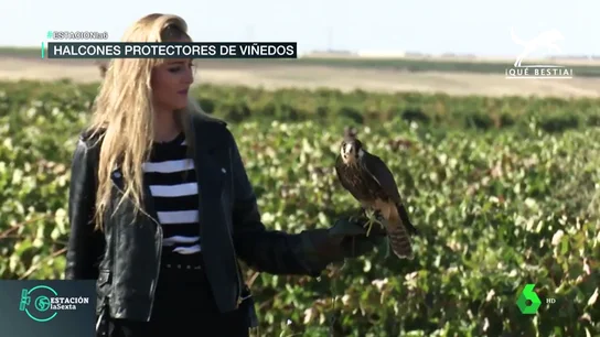 Halcones en los viñedos de La Rueda Halcones en los viñedos de La Rueda