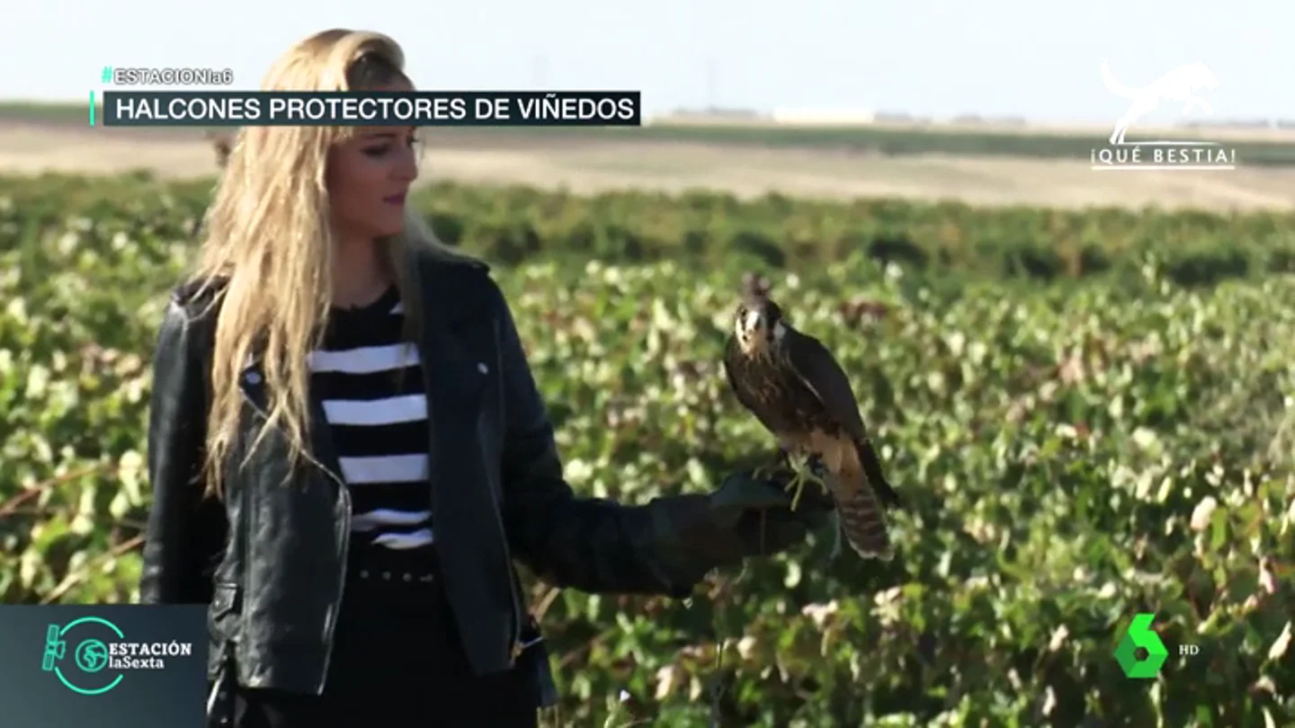 Halcones en los viñedos de La Rueda Halcones en los viñedos de La Rueda