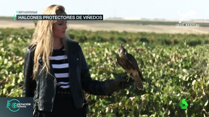 Halcones en los viñedos de La Rueda