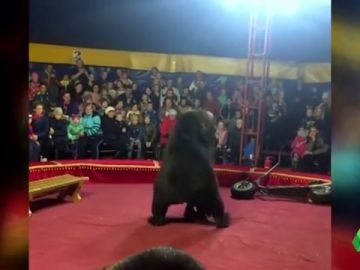 Un oso ataca a su domador durante una función de circo en Rusia Un oso ataca a su domador durante una función de circo en Rusia