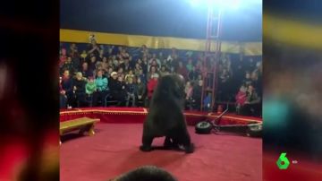 Un oso ataca a su domador durante una función de circo en Rusia