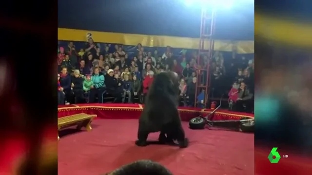 Un oso ataca a su domador durante una función de circo en Rusia