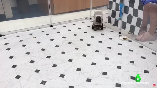 Las ratas son capaces de aprender a conducir con tal de conseguir comida Las ratas son capaces de aprender a conducir con tal de conseguir comida