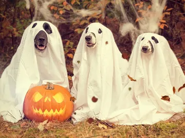 Halloween Halloween