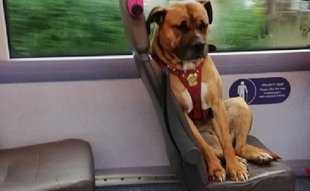Imagen de la perra sola en un autobús de Reino Unido tras ser abandonada Imagen de la perra sola en un autobús de Reino Unido tras ser abandonada