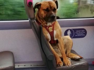 Imagen de la perra sola en un autobús de Reino Unido tras ser abandonada Imagen de la perra sola en un autobús de Reino Unido tras ser abandonada